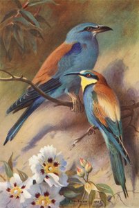 Rulle, Bee-Eater (farvelitografi) af Archibald Thorburn