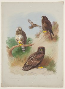 Rubenet musvåge, plettet ørn og musvåge, ca. 1915 (akvarel & kropsfarve med gummi arabicum over blyant om bord) af Archibald Thorburn