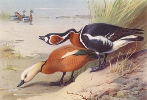 Rødstrubet bjergand, rødbrystet gås (farvelitografi) af Archibald Thorburn