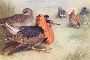 Ruff (fire typer af hanner og hunner) (farvelitografi) af Archibald Thorburn