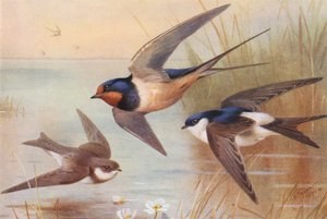 Sand-Martin, Swallow, Martin (farvelitografi) af Archibald Thorburn