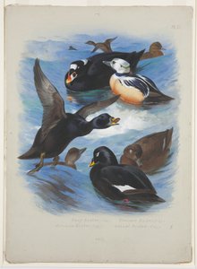Scoters and Stellers edderfugl, ca. 1915 (akvarel & kropsfarve over blyant på papir) af Archibald Thorburn