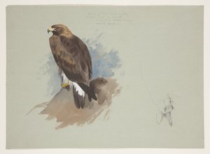 Havørn og blyantskitse af kanin, ca. 1915 (akvarel & kropsfarve over blyant på papir) af Archibald Thorburn