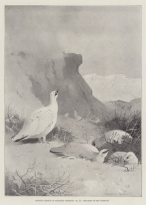 Sportsfag, Rypens Hjem af Archibald Thorburn