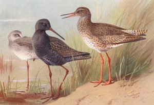 Plettet rødben (sommer og efterår), almindelig rødben (farvelitografi) af Archibald Thorburn