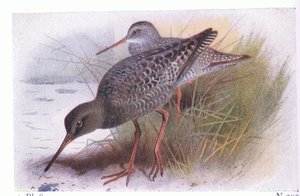 Spotted Redshank, fra Birds of the British Isles and Their Eggs udgivet af Frederick Warne & Co Ltd, 1958