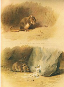 St Kilda House Mouse and Common Mouse, fra Thorburns Pattedyr udgivet af Longmans og Co, ca. 1920 af Archibald Thorburn