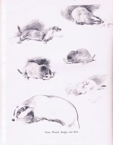 Stoat, Væsel, Grævling og Muldvarp, 1938
