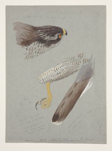 Undersøgelser af hoved, fod og vinge på hanhøge, ca. 1915 (akvarel & kropsfarve over blyant på papir) af Archibald Thorburn