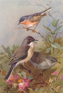 Subalpine Warbler, Orphean Warbler, Barred Warbler (farvelitografi) af Archibald Thorburn