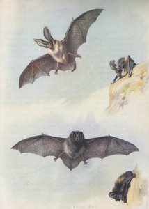Barbastellet af Archibald Thorburn