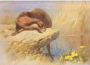 Otteren, fra Thorburn