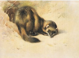 The Polecat, fra Thorburn