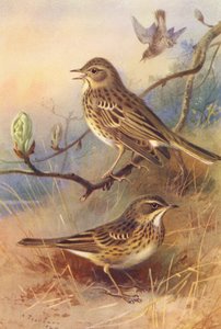 Tree-Pipit, Meadow-Pipit (farvelitografi) af Archibald Thorburn