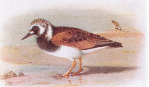 Turnstone, fra Birds of the British Isles and Their Eggs udgivet af Frederick Warne & Co Ltd, 1958