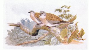 Turtle Dove, fra Birds of the British Isles and Their Eggs udgivet af Frederick Warne & Co Ltd, 1958 af Archibald Thorburn