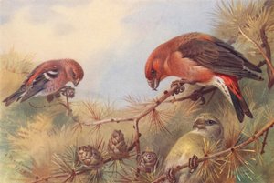 To-barret korsnæb, korsnæb (han og hun) (farvelitografi) af Archibald Thorburn