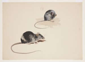 To undersøgelser af sort rotte, ca. 1915 (akvarel og kropsfarve over blyant på papir) af Archibald Thorburn