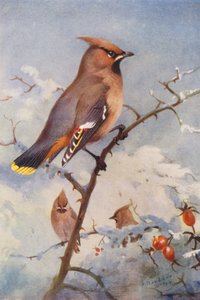 Voksvinge (farvelitografi) af Archibald Thorburn