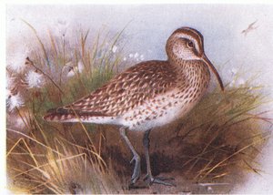 Whimbrel, fra Birds of the British Isles and Their Eggs udgivet af Frederick Warne & Co Ltd, 1958 af Archibald Thorburn