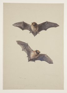 Whiskered flagermus, ca. 1915 (akvarel & kropsfarve over blyant på papir) af Archibald Thorburn