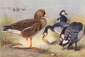 Hvidbroget gås, bramgås (farvelitografi) af Archibald Thorburn