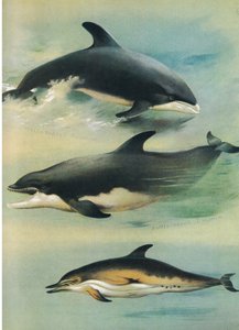 White Beaked Delfin, Bottlenose Delfin og almindelig delfin, fra Thorburn