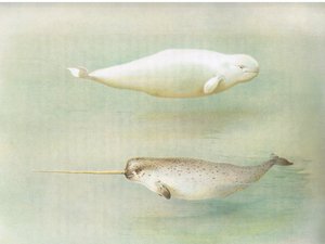 White Whale and Narwhal, fra Thorburns Pattedyr udgivet af Longmans og Co, ca. 1920 af Archibald Thorburn