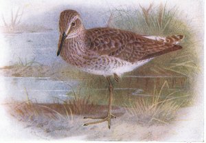 Wood Sandpiper, fra Birds of the British Isles and Their Eggs udgivet af Frederick Warne & Co Ltd, 1958