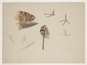 Woodcock næb, fødder og vinge, ca. 1915 (akvarel & kropsfarve over blyant på papir) af Archibald Thorburn