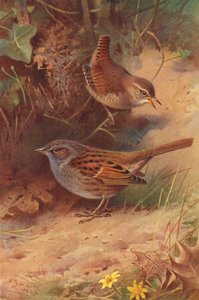 Gærdesmutte, hækspurv (farvelitografi) af Archibald Thorburn