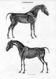 Anatomi af en hest, 1800-tallet.