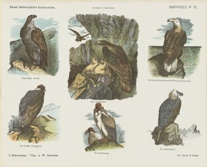 Birds of Prey (titel på objekt) Nye hollandske børnetryk (serietitel på objekt) Funkes print (serietitel på objekt) af Arie Willem Segboer
