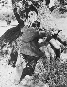 Salvatore Giuliano peger på en pistol, 1937