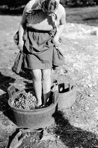 Vintrampning i et kar, Italien (glasplade)
