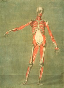 Deeper Muscular System of the Front of the Body, plade 5 fra et komplet anatomiforløb med tekst af Jadelot, indgraveret af kunstneren, pub. 1773 (mezzotint)