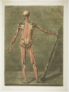 Muskelmanden set bagfra, planche ni fra Complete Anatomy Course