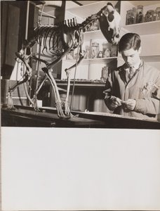[Ung mand står ved siden af et dyreskelet].