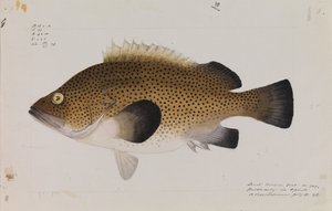 Eastern Wirra, Acanthistius ocellatus af Arthur Bartholomew