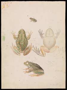 Brølende græsfrø, Litoria raniformis