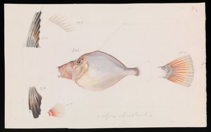 Silver Dory, Cyttus australis af Arthur Bartholomew