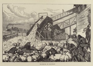 Svinekørsel i Cincinnati