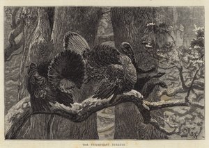 De triumferende kalkuner af Arthur Boyd Houghton