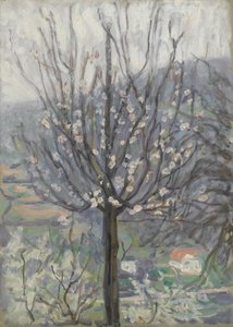 Blossom, tidlig morgen