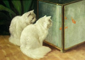 Hvide katte ser på guldfisk