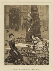 Fodring af Pigeons of St Mark