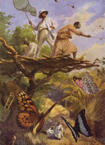 Smukke sommerfugle: At fange Urania Rhiphoeus på Madagaskar (farve litho) af Arthur Twidle