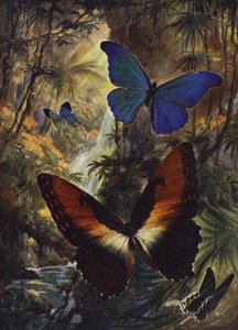 Smukke sommerfugle: De to fineste morfos (farve litho) af Arthur Twidle