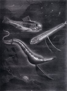Selvlysende fisk (litho) af Arthur Twidle