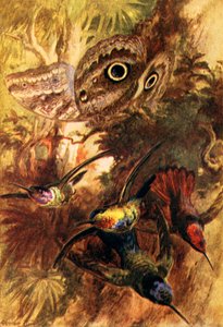 Uglesommerfuglen (farvelitografi) af Arthur Twidle